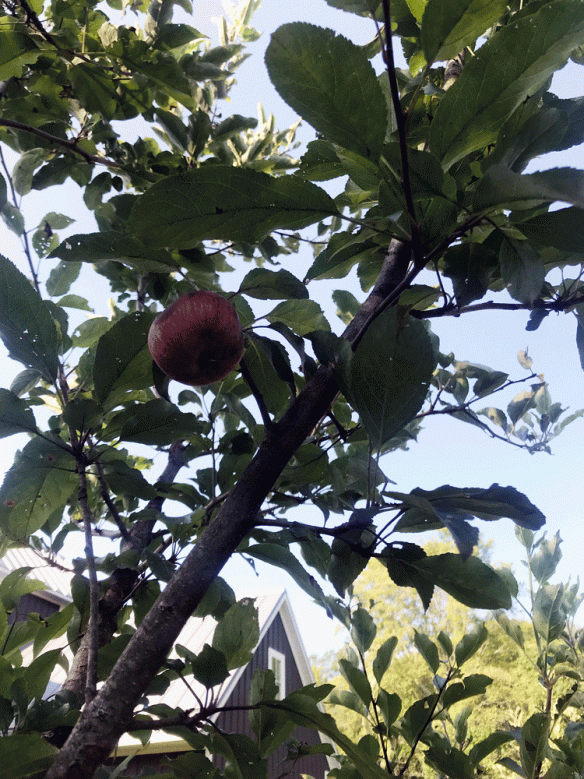 red-apple-on-tree